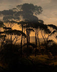 Umbrella Pines Dusk Wallpaper