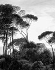 Taormina Pines Wallpaper