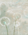 Dandelion Whisper Wallpaper