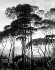 Taormina Pines Wallpaper